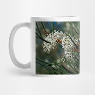 Hakea With Bee Mug